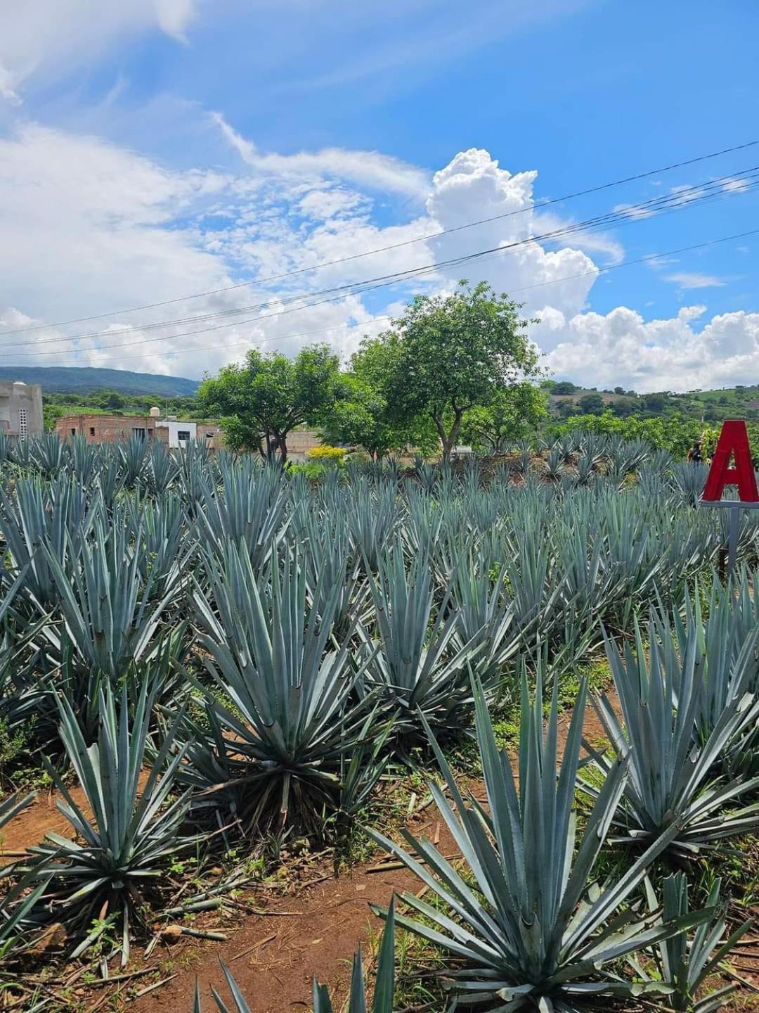 Hotel "El Origen" Tequila Zewnętrze zdjęcie